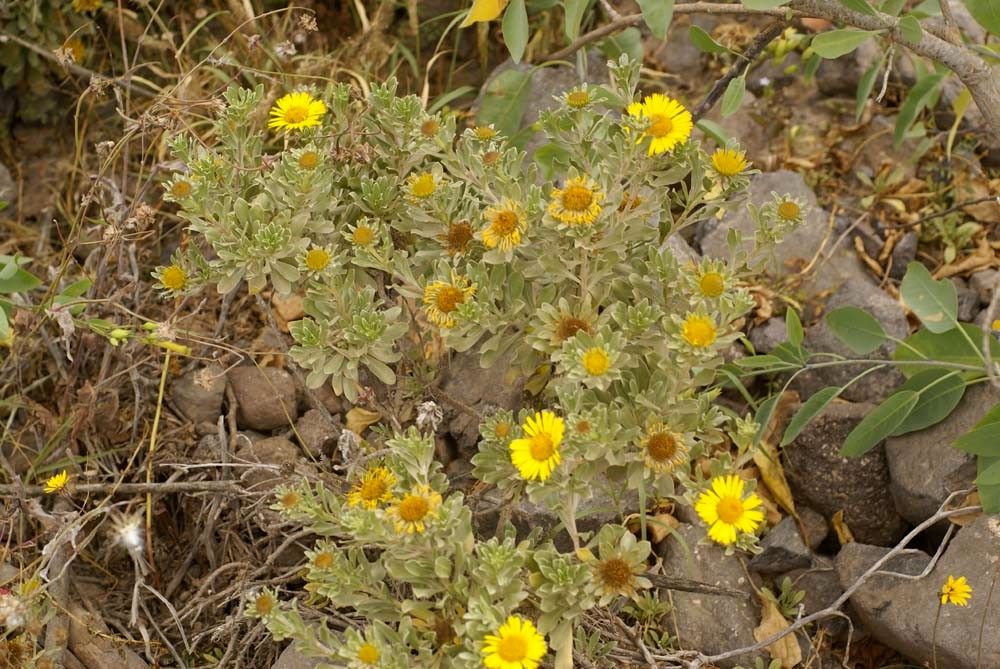 Nauplius intermedius habit