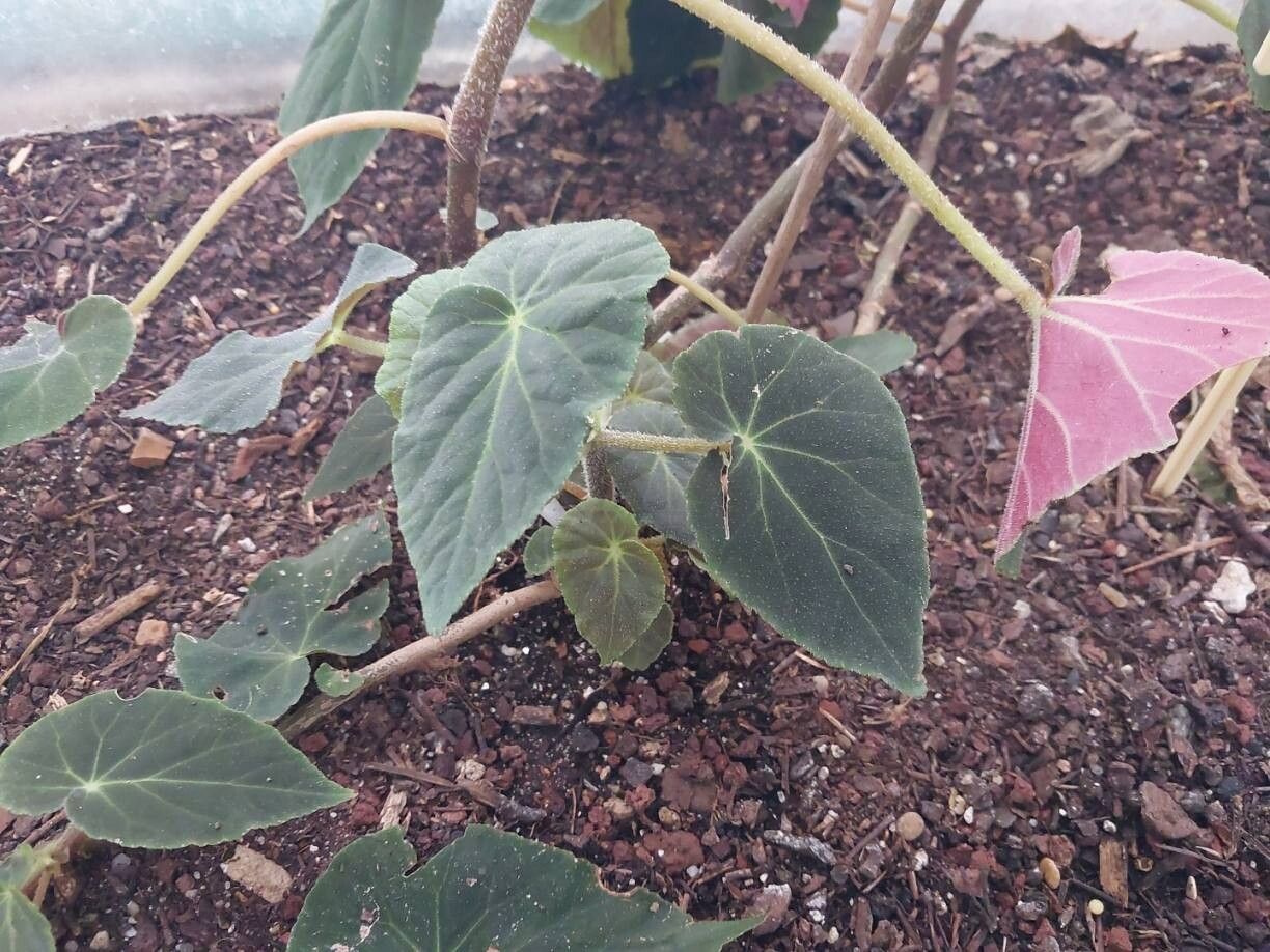 Begonia hammoniae — houseplant care guide