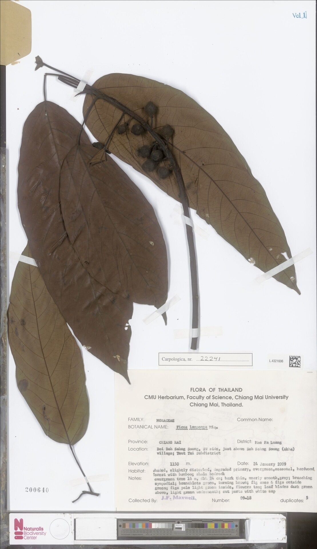 Ficus lamponga — houseplant care guide