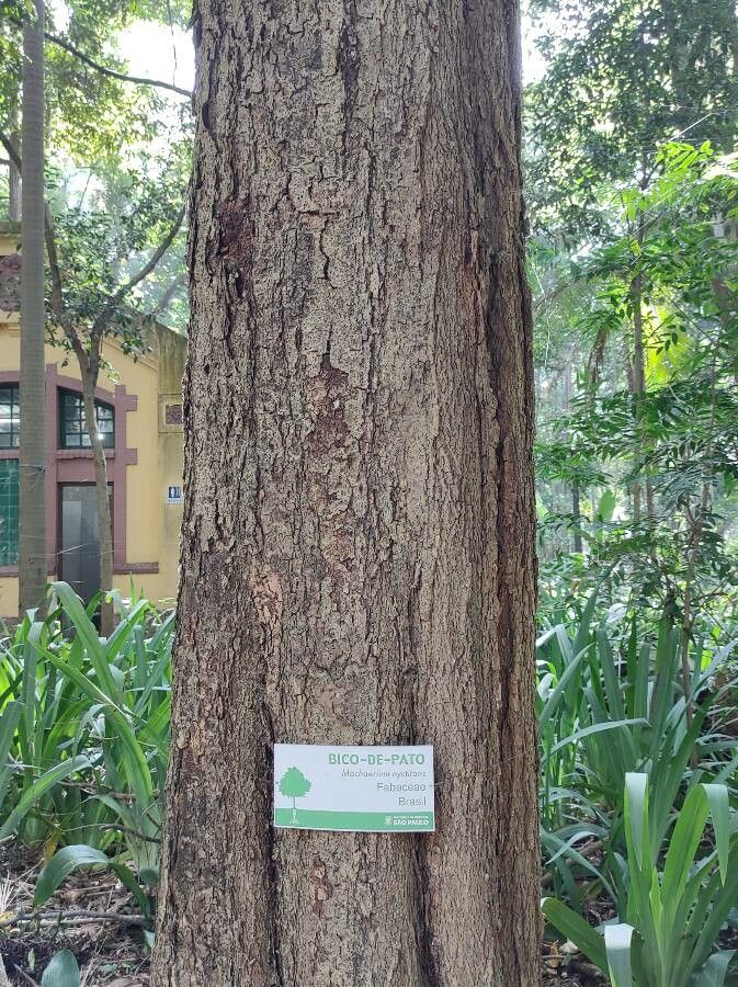 Machaerium nyctitans bark