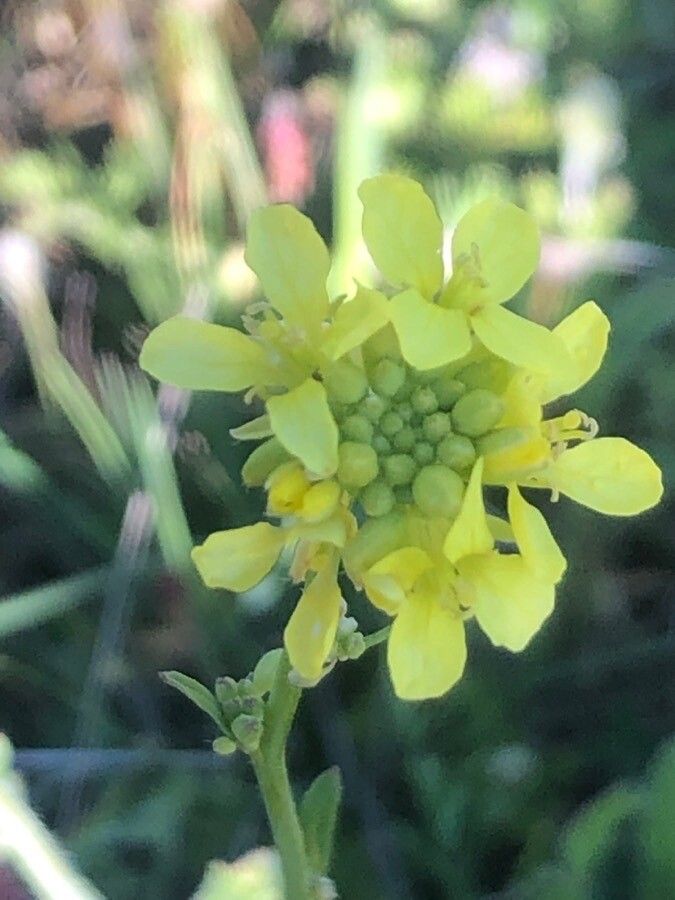 Rapistrum rugosum flower