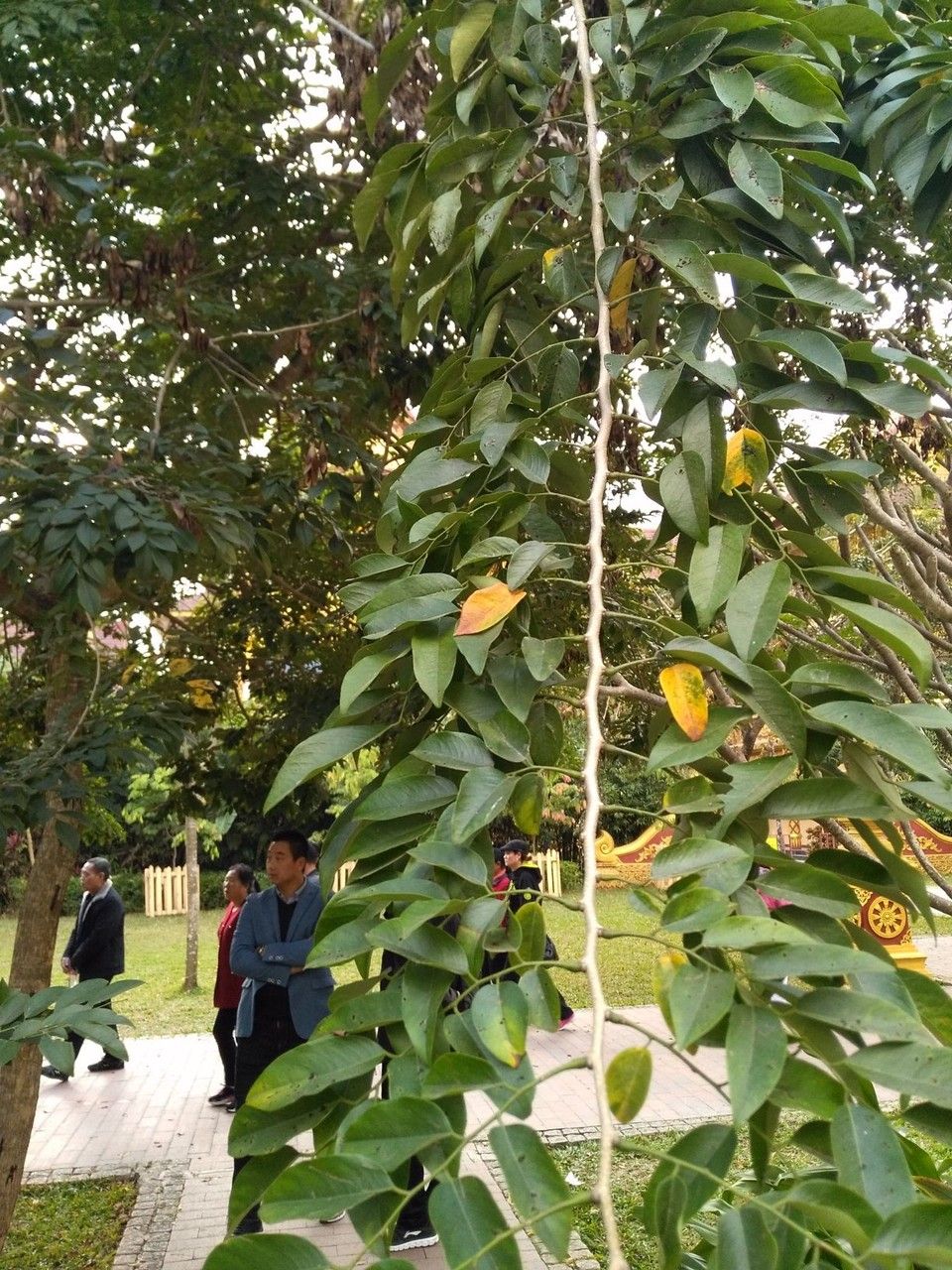 Dalbergia hupeana leaf