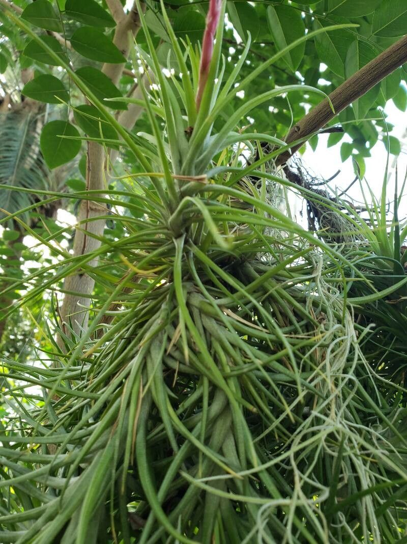 Tillandsia stricta