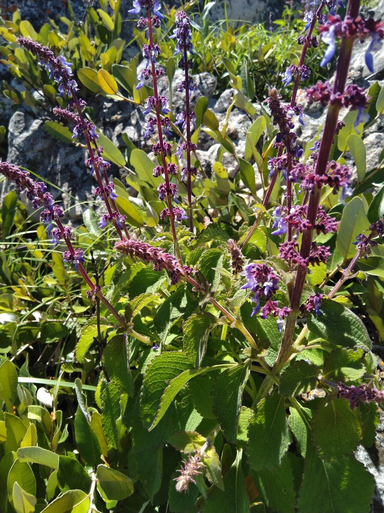 Coleus welwitschii — houseplant care guide