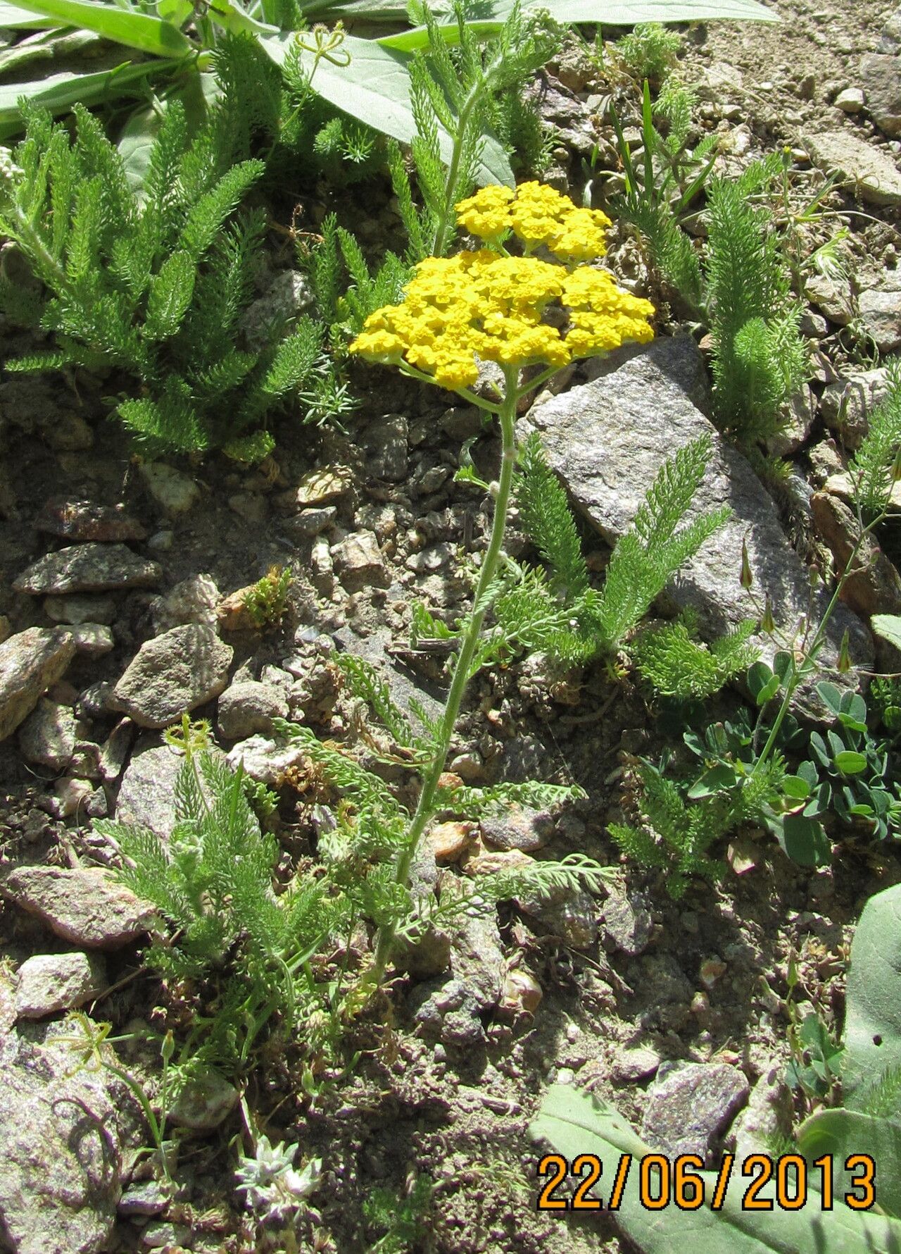 Achillea arabica — search result for 'Achillea'