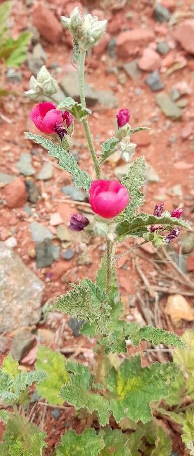 Sphaeralcea brevipes habit