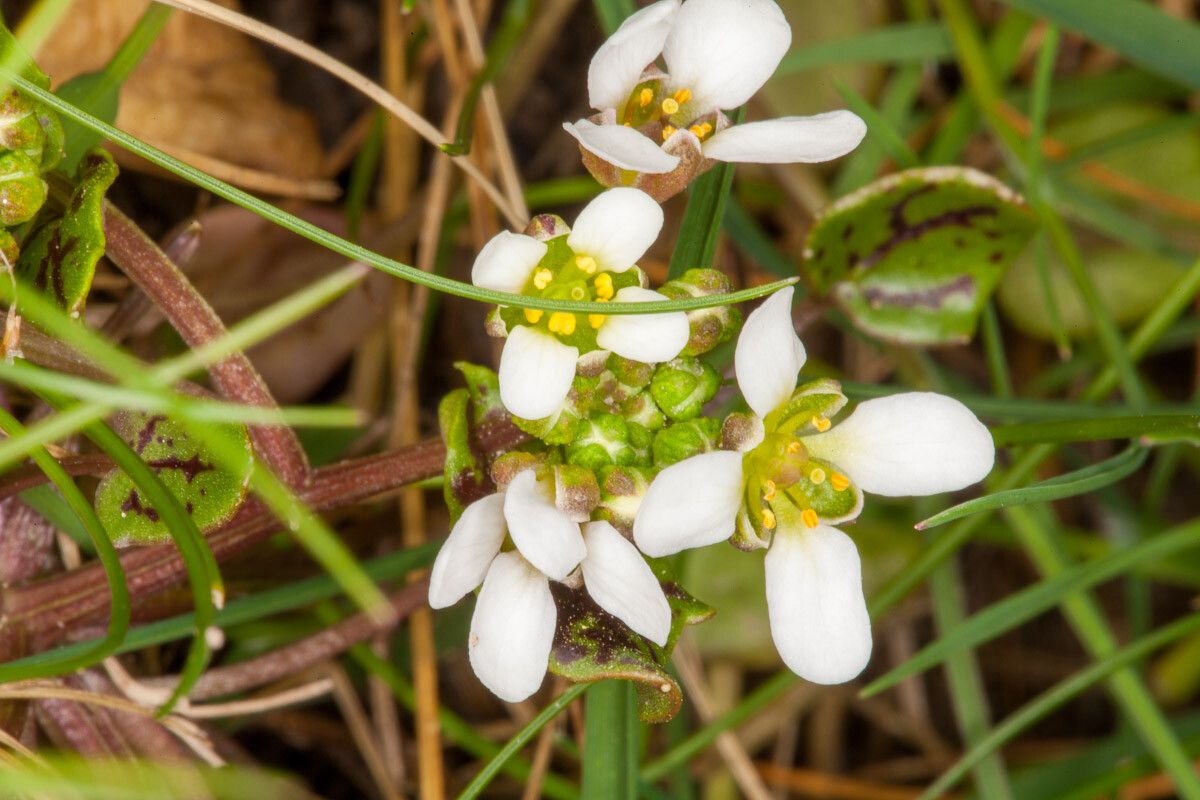 Cochlearia officinalis flower