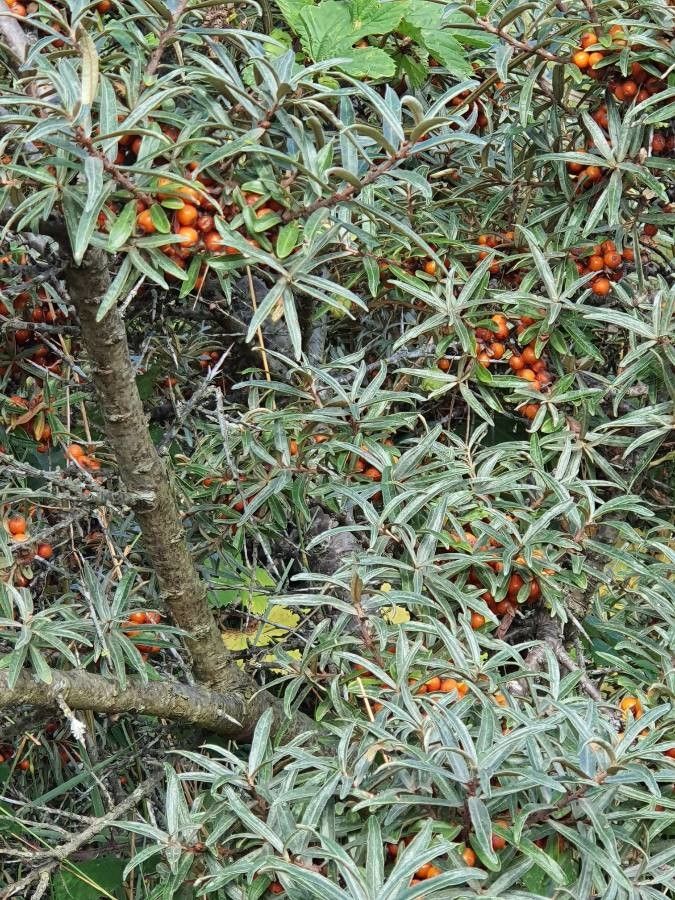 Hippophae rhamnoides flower