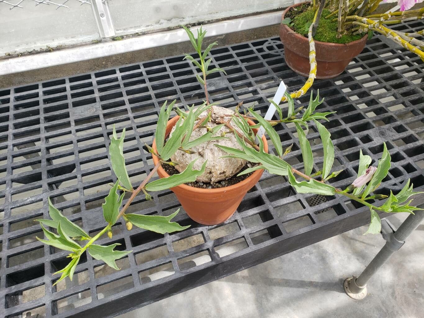 Ipomoea crassipes habit