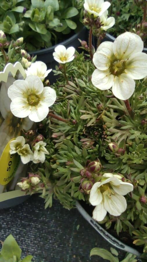 Saxifraga cespitosa flower