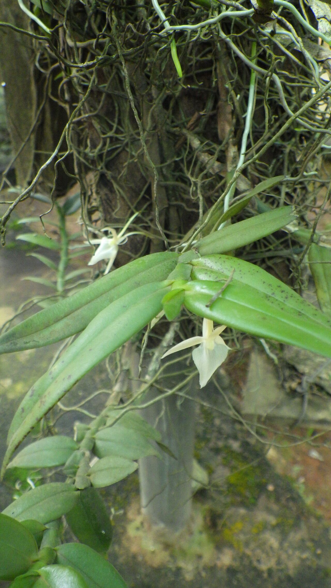 Angraecum angustipetalum habit