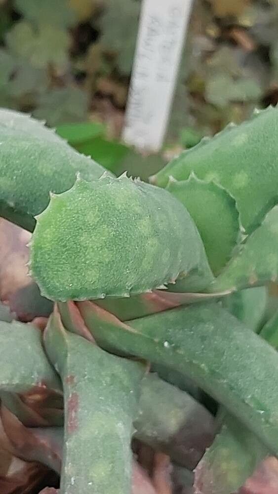 Gasteria rawlinsonii leaf
