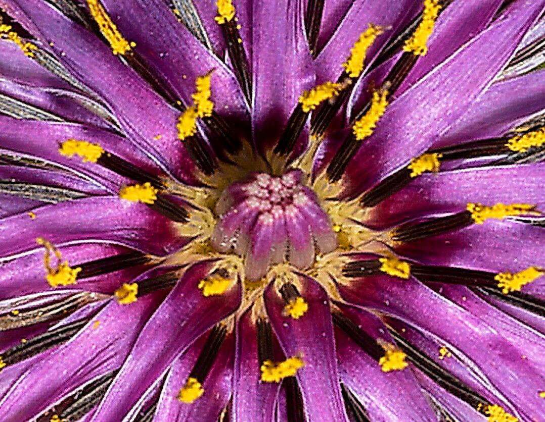 Tragopogon coelesyriacus — search result for 'Tragopogon'