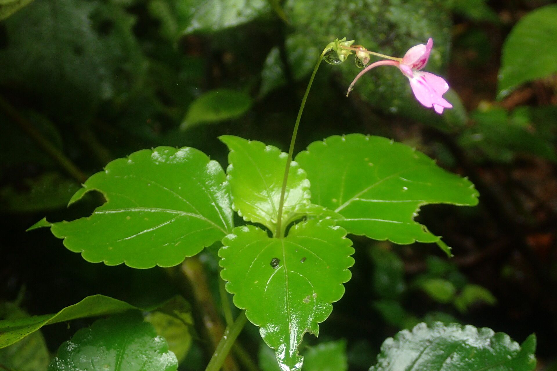 Impatiens filicornu flower