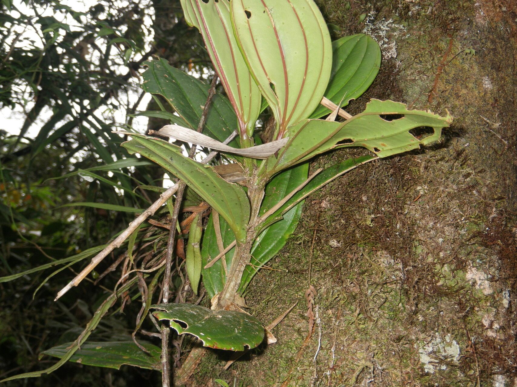 Medinilla lophoclada leaf