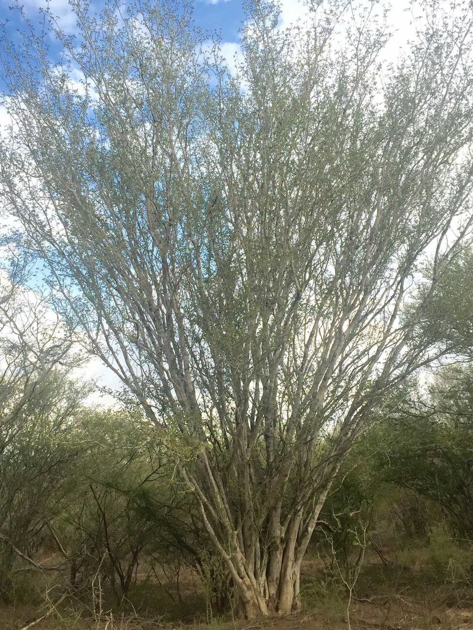 Albizia petersiana habit