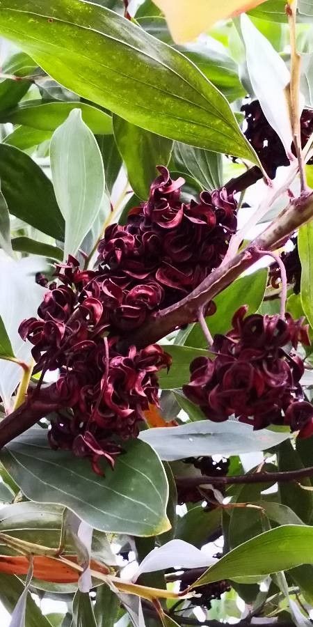 Cinnamomum kotoense fruit