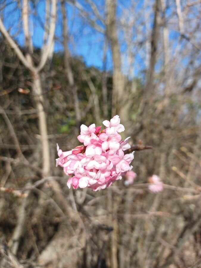 Viburnum grandiflorum flower