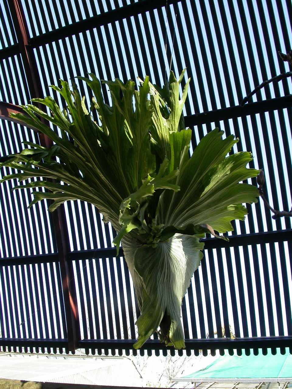 Platycerium superbum habit