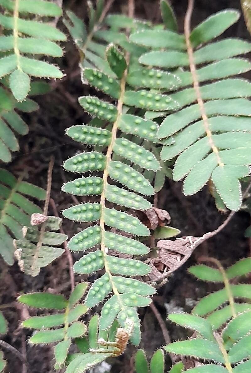 Pleopeltis polypodioides fruit