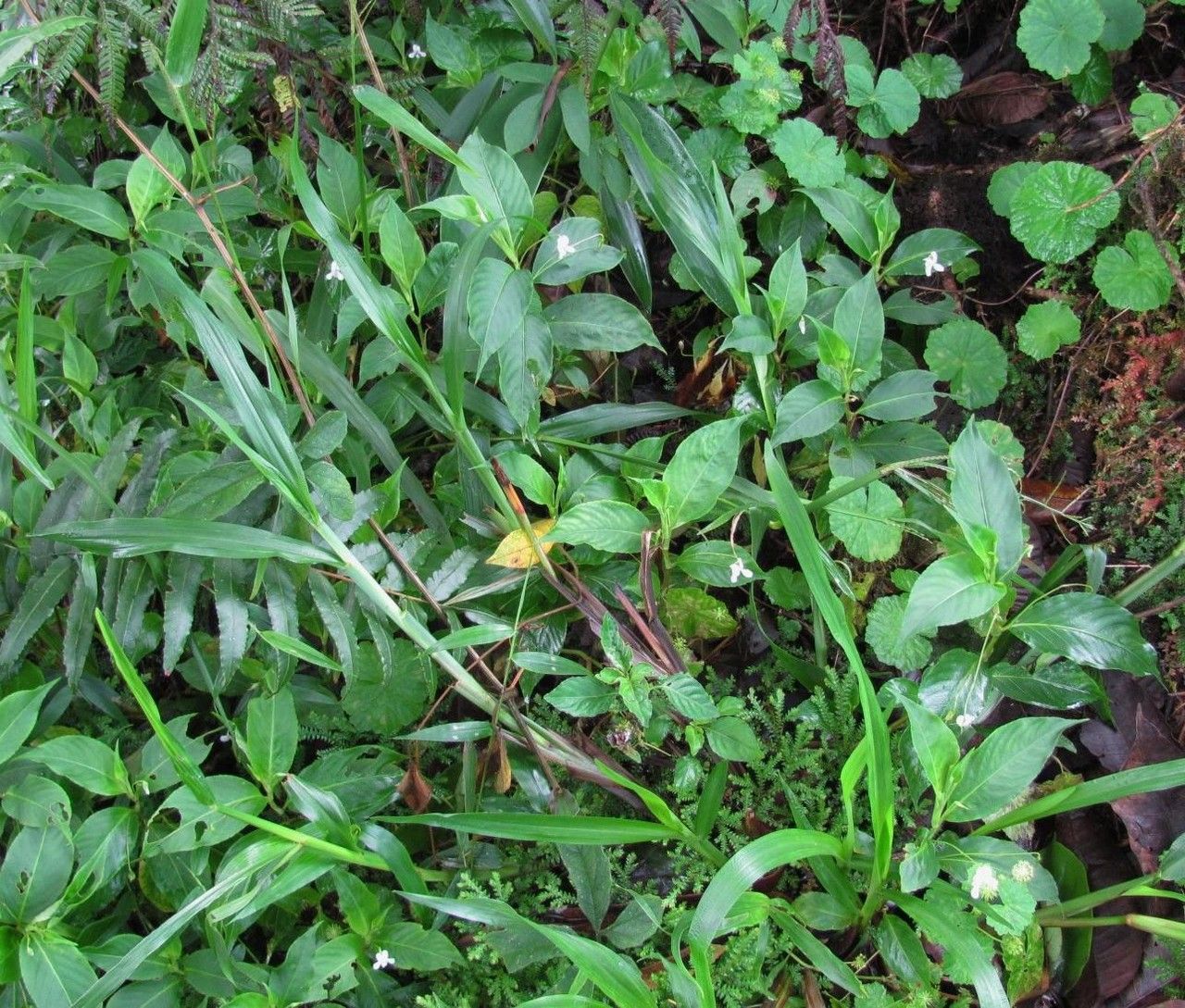 Viola stipularis habit