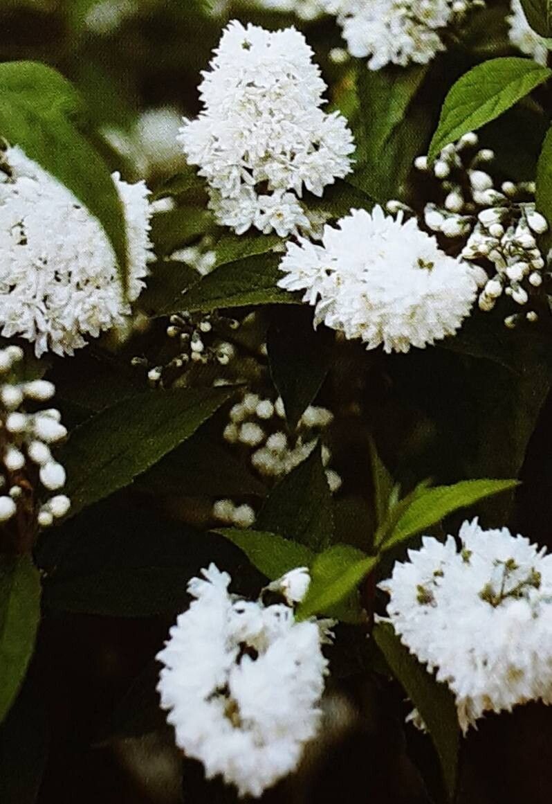 Deutzia × magnifica flower