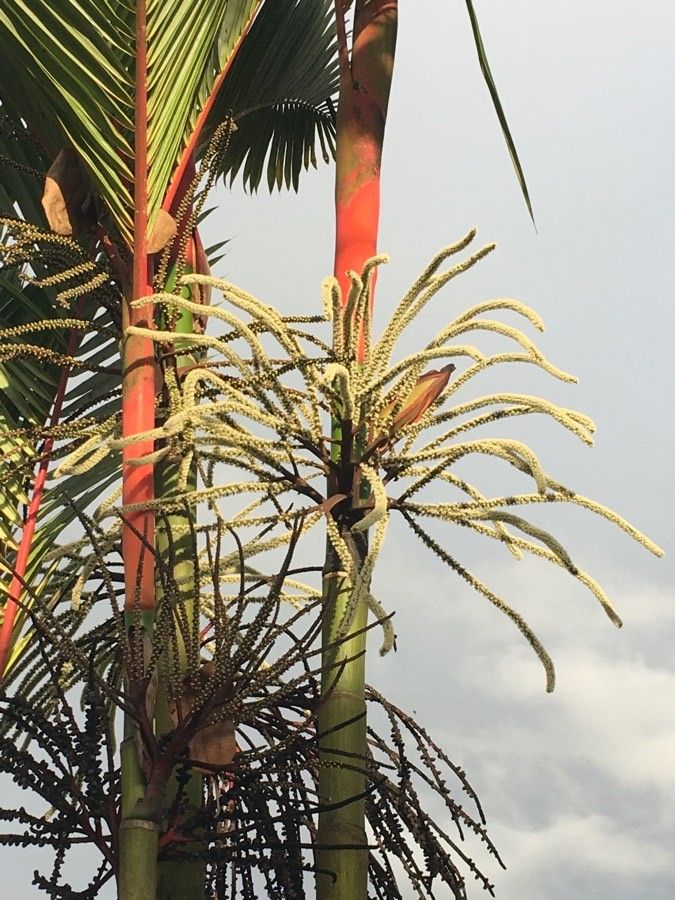 Cyrtostachys renda flower