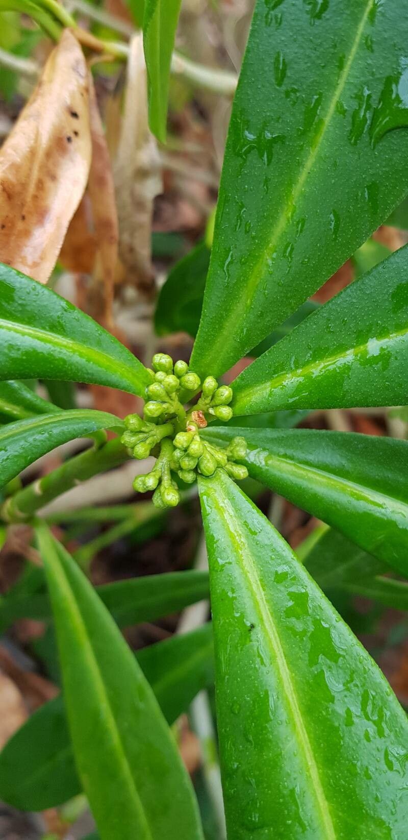 Skimmia anquetilia other