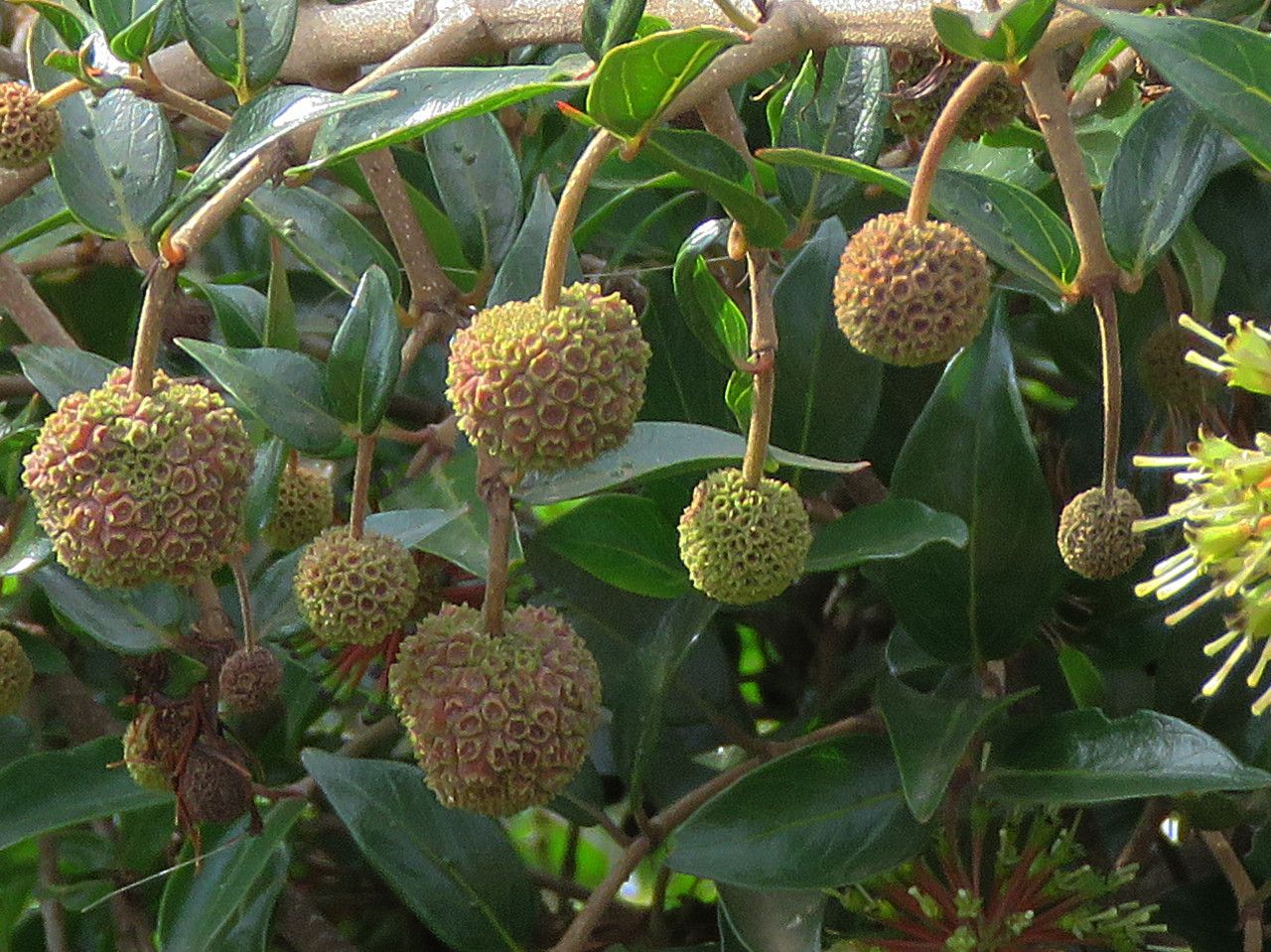 Cephalanthus natalensis fruit