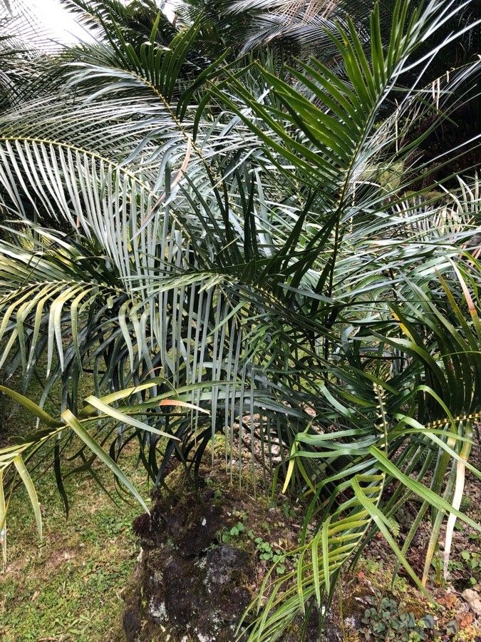 Macrozamia lucida — search result for 'Zamiaceae'