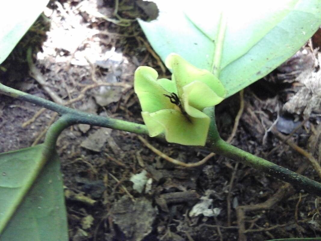 Diospyros bipindensis flower