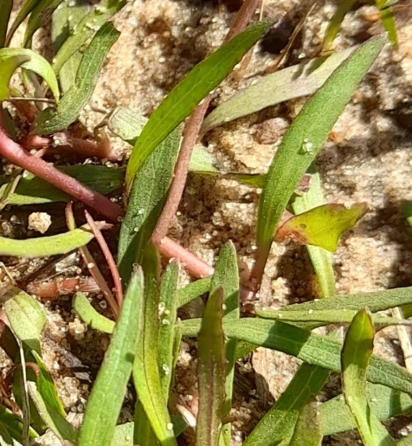 Acmella pusilla — search result for 'Uruguay'