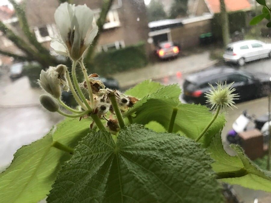 Sparrmannia africana fruit