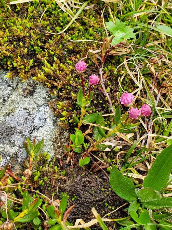 Kalmia polifolia flower