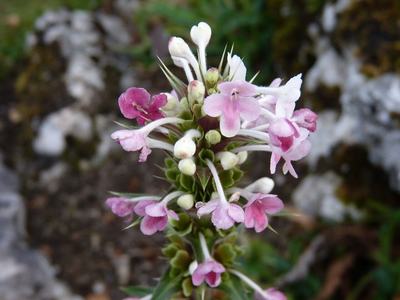 Morina longifolia flower