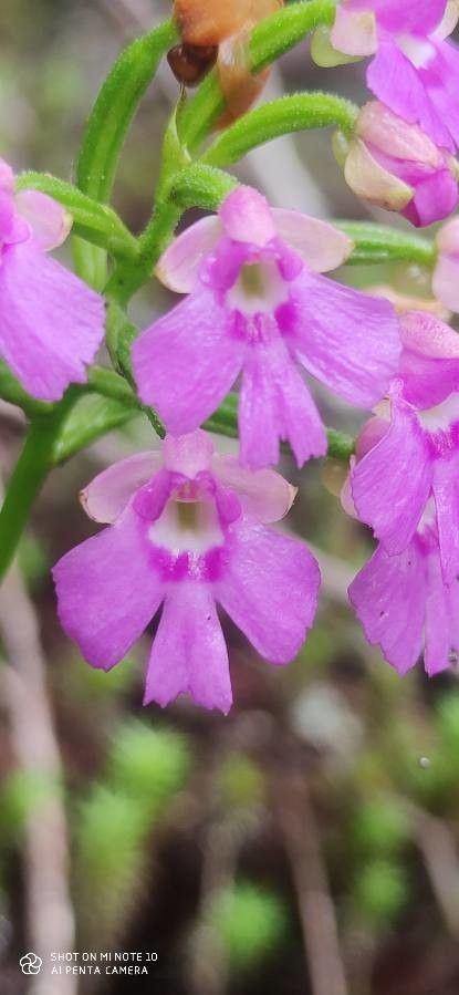 Cynorkis boryana flower