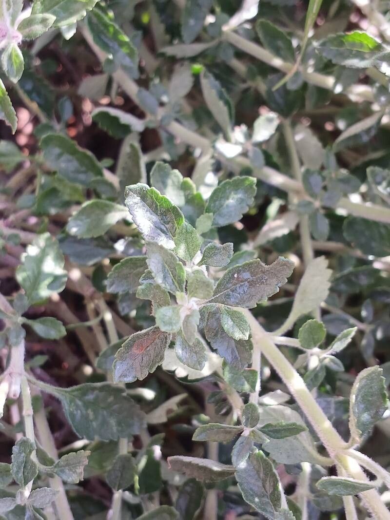Teucrium × lucidrys leaf