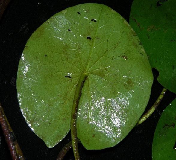 Nymphaea conardii leaf