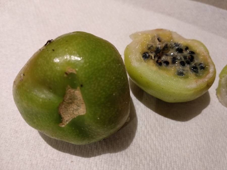 Pereskia quisqueyana fruit