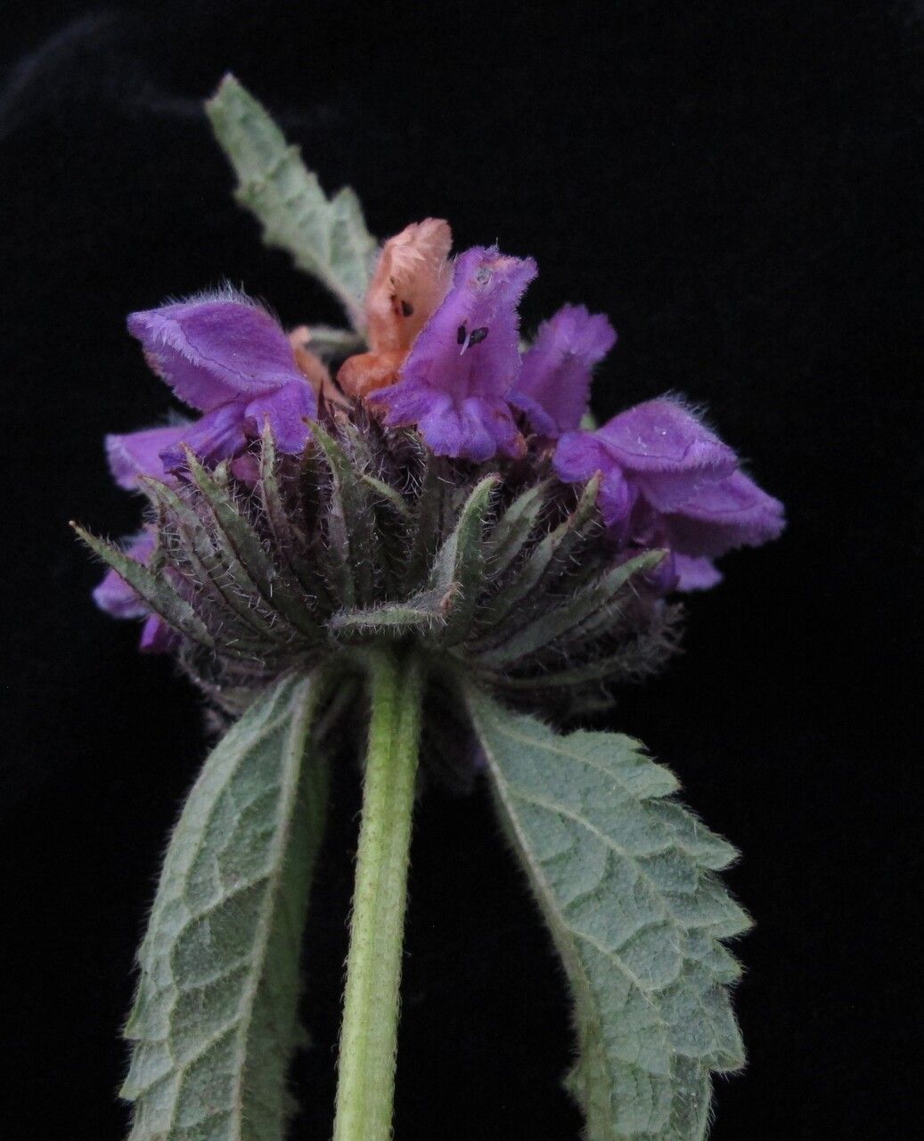 Phlomoides bracteosa habit