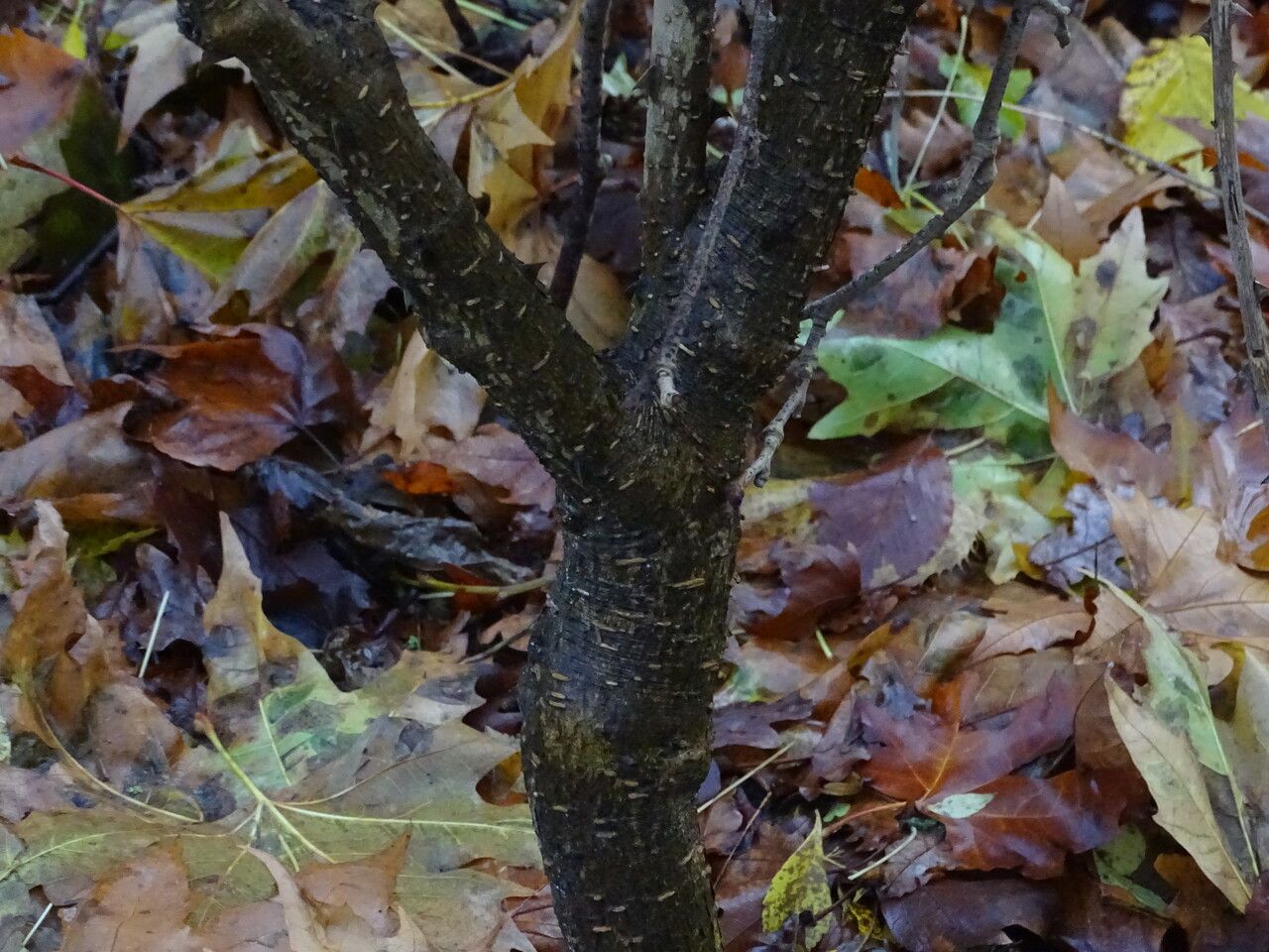 Eleutherococcus nodiflorus bark