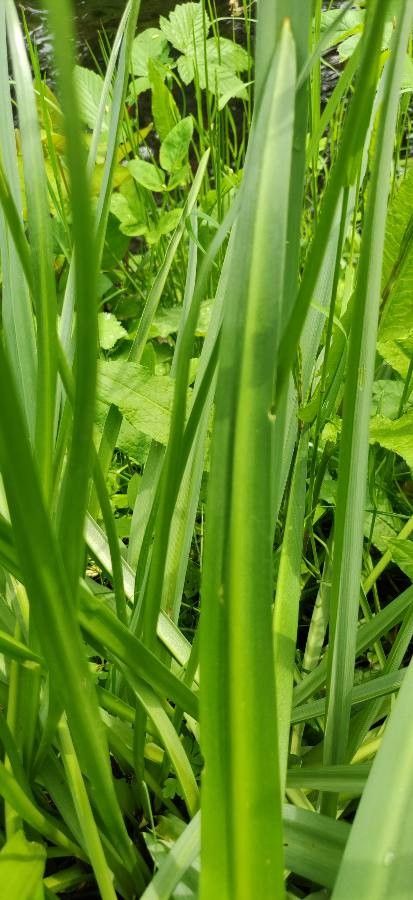 Camassia quamash leaf