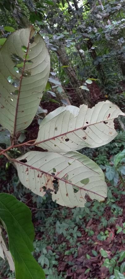 Otoba novogranatensis — search result for 'Nicaragua'