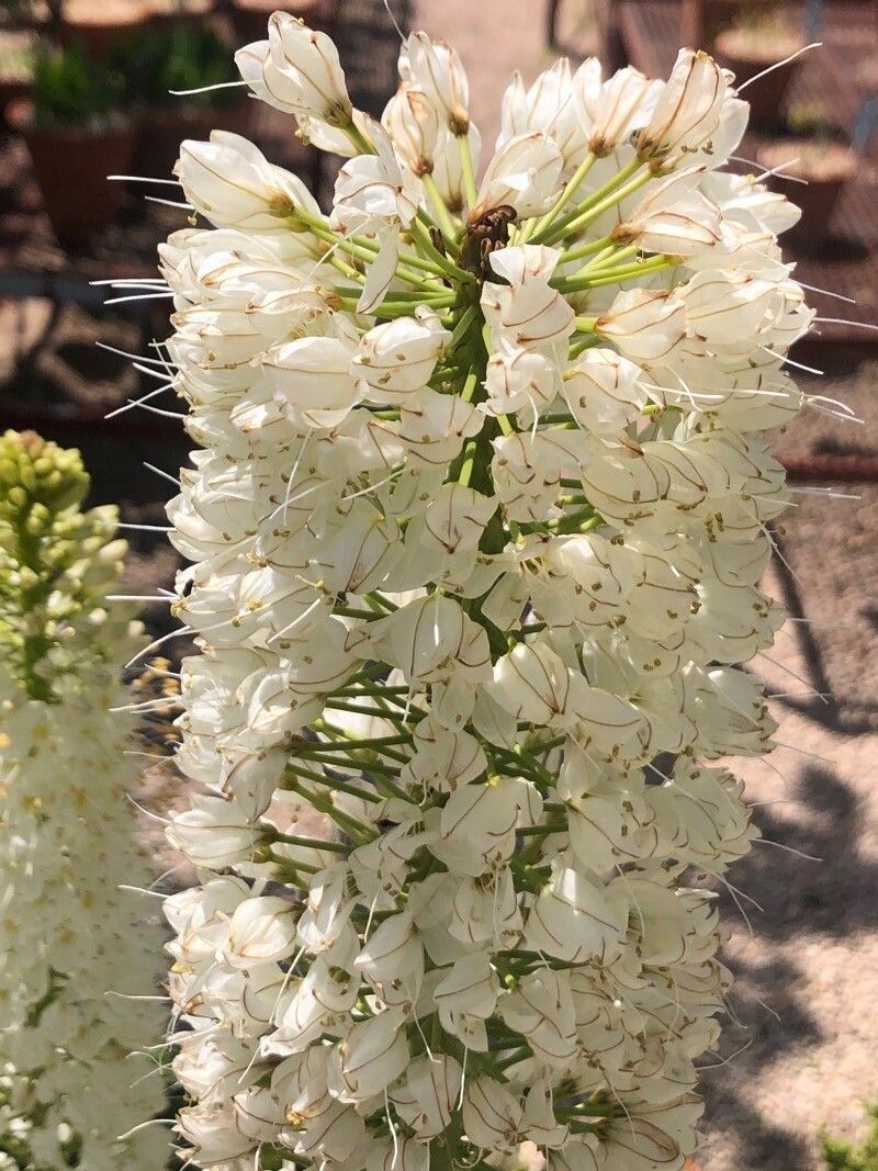 Eremurus robustus flower
