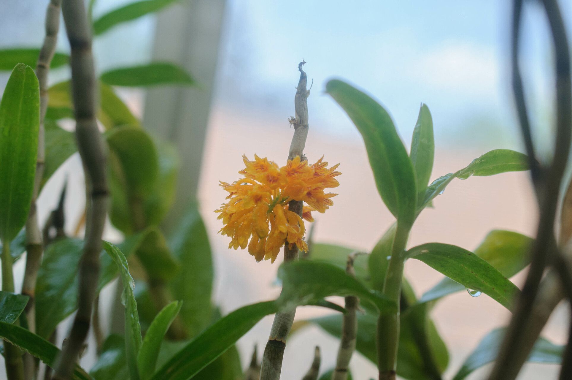 Dendrobium bullenianum — houseplant care guide