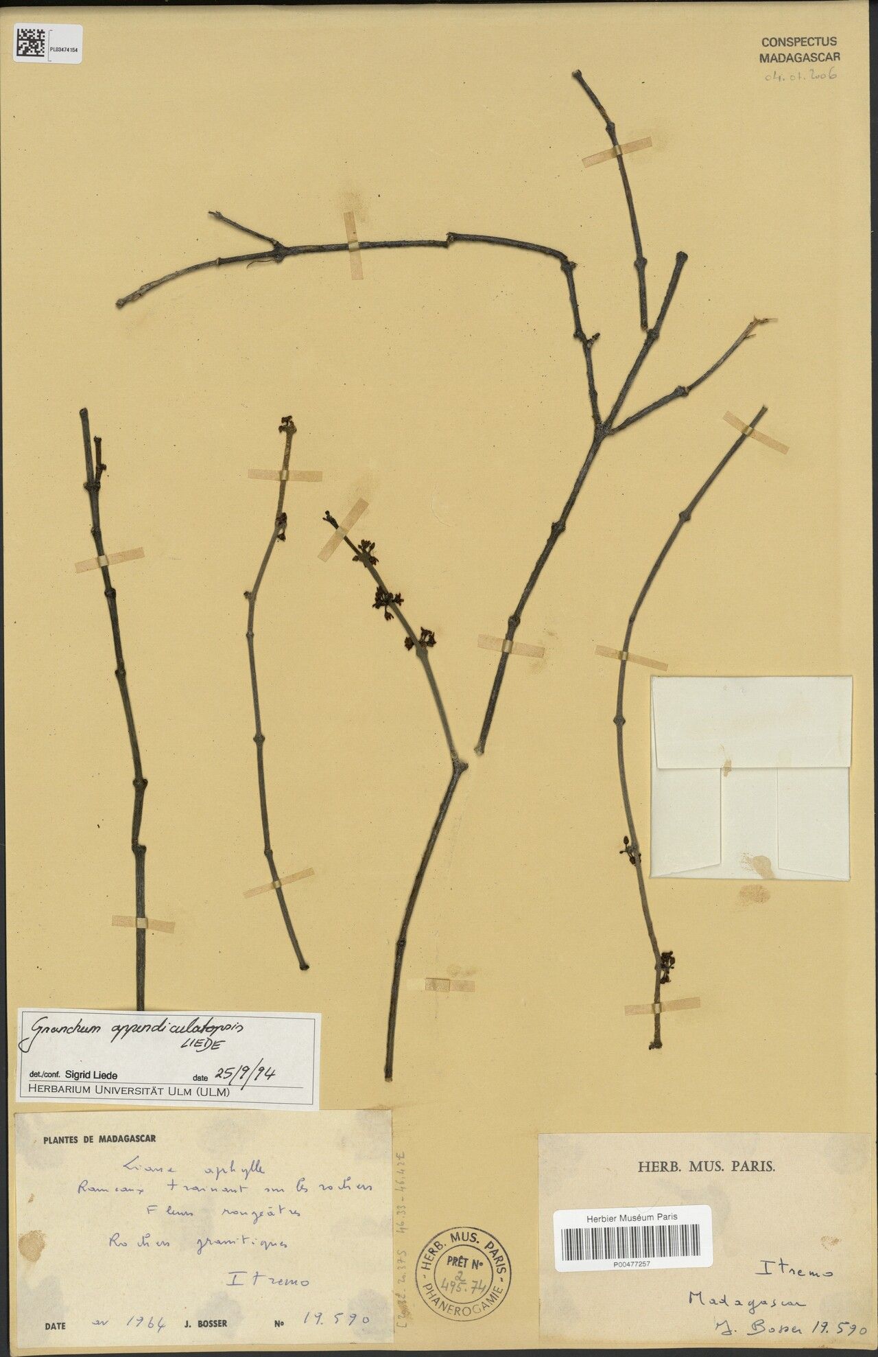 Cynanchum appendiculatopsis — houseplant care guide