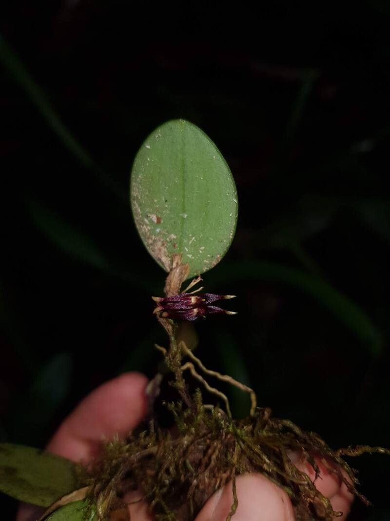 Trichosalpinx caudata flower