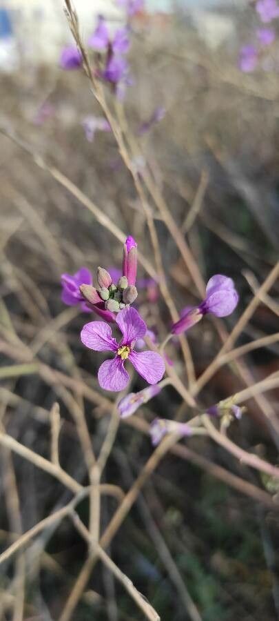 Moricandia foetida flower