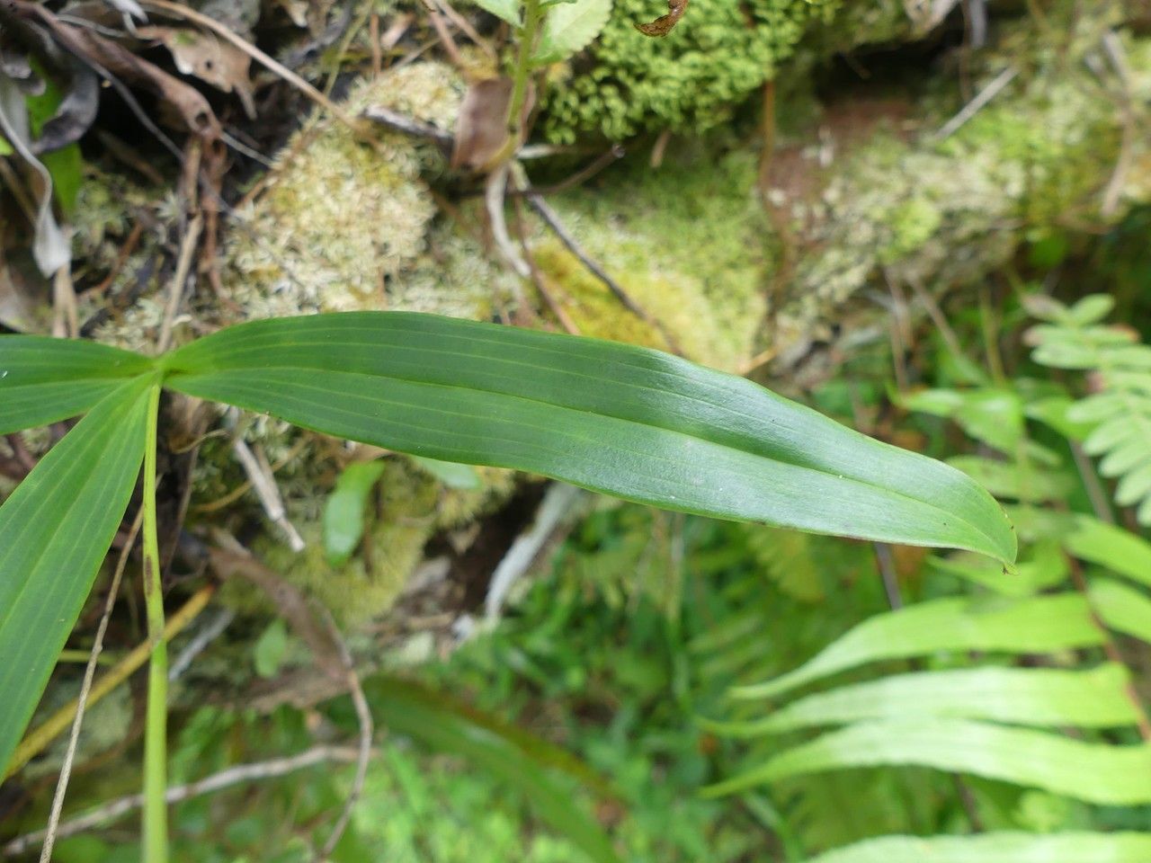 Polystachya concreta leaf