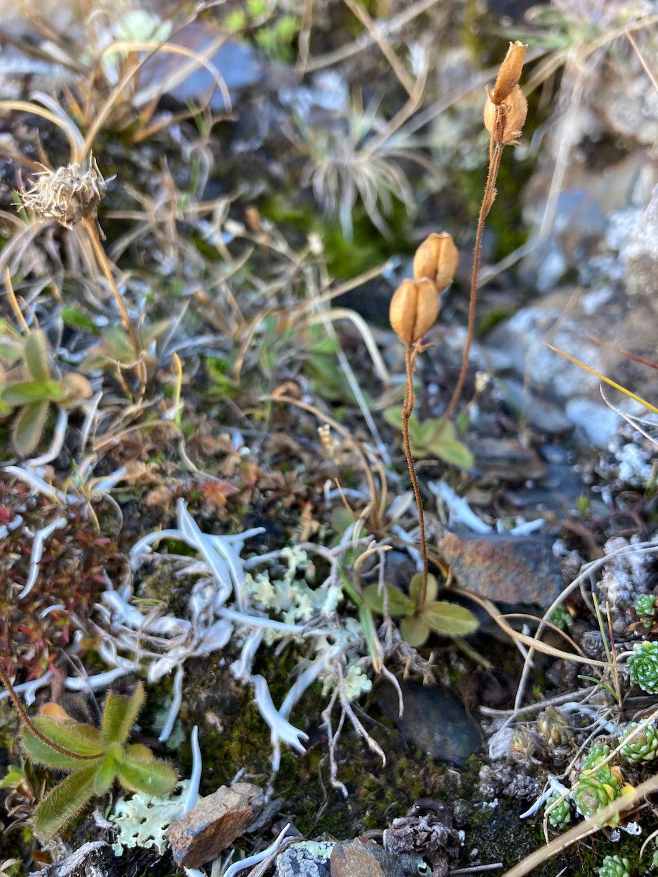 Veronica aphylla fruit